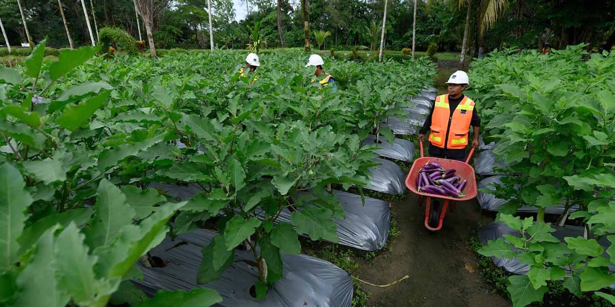 PT Freeport Indonesia bersama sejumlah institusi pendidikan melakukan pengelolaan lingkungan di sekitar area tailing. (Foto: Istimewa)